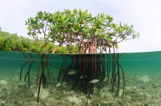 Picture of Mangrove