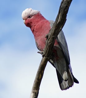 Picture of Cockatoos