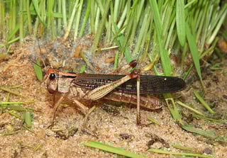 Picture of Locust