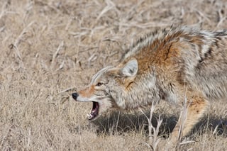 Picture of Coyote attack