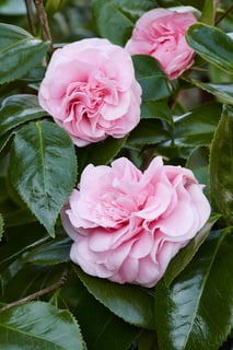 Picture of Camellia