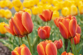 Picture of Tulip