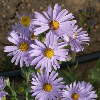 Picture of Aster