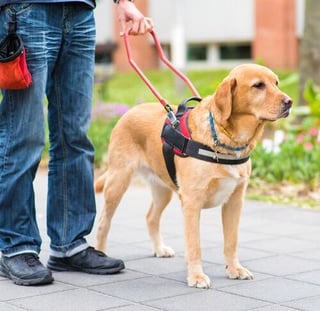 Picture of Guide dog