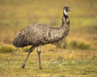 Picture of Emu