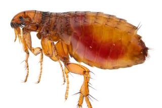 Picture of Flea
