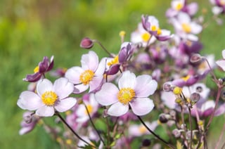 Picture of Anemone