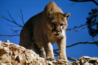 Picture of Cougar