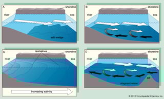 Picture of Estuary