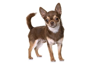 Picture of Chihuahua