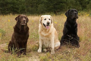 Picture of Labrador Retriever