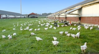 Picture of Perdue Farms