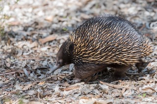 Picture of Echidnas