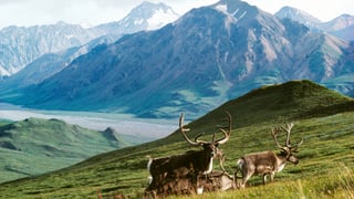 Picture of Arctic National Wildlife Refuge