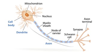 Picture of axon