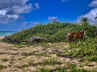 Picture of Vieques