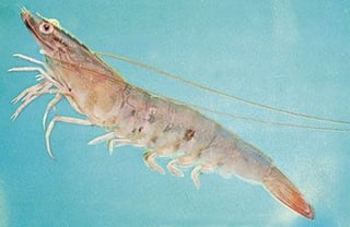 Picture of Shrimp