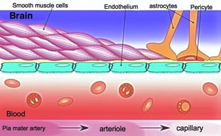 Picture of blood–brain barrier