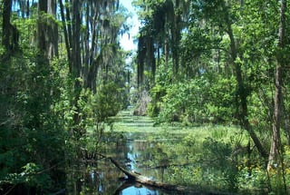 Picture of Swamp