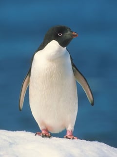 Picture of Adélie penguin