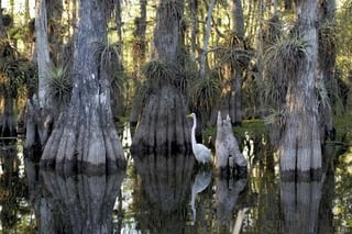 Picture of Everglades