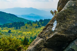Picture of Appalachian National Scenic Trail