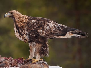 Picture of Golden eagle
