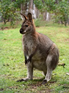 Picture of Wallaby