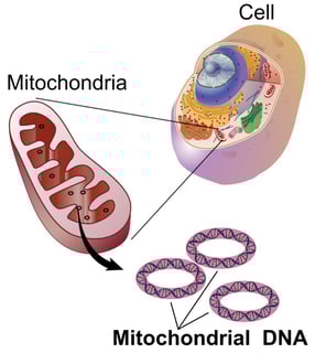Picture of Mitochondrial DNA