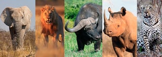 Picture of Big five game