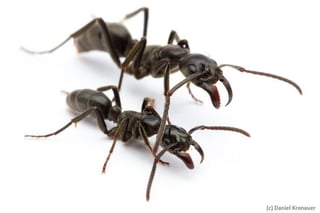 Picture of Megaponera