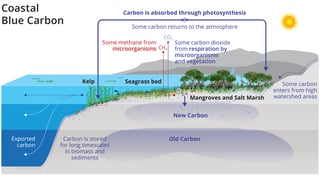Picture of Blue carbon