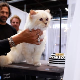 Picture of Choupette