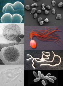 Picture of Archaeans