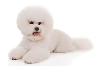 Picture of Bichon Frisé