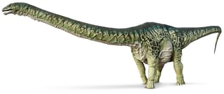 Picture of Apatosaurus