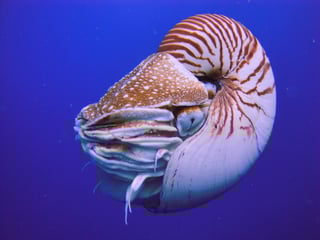 Picture of Nautilidae