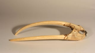 Picture of Walrus ivory