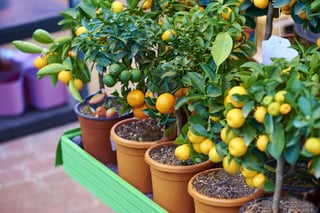 Picture of Fruit tree