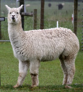 Picture of Alpaca