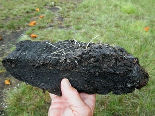 Picture of Peat