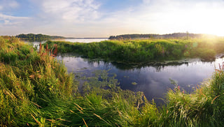 Picture of Wetland