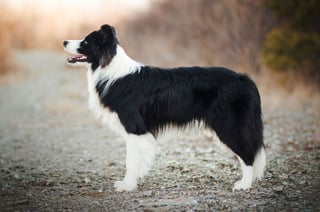 Picture of Border Collie