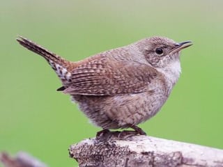 Picture of Wrens