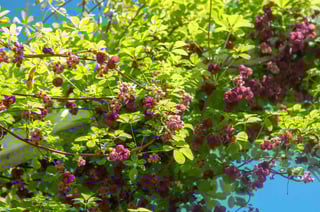 Picture of Vine