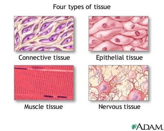 Picture of tissue