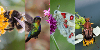 Picture of Pollinator