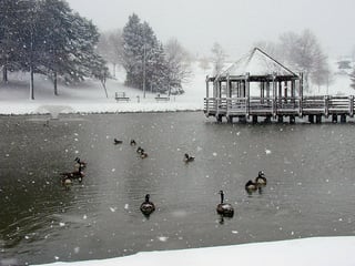 Picture of Ballwin