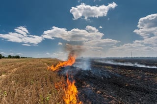 Picture of Stubble burning