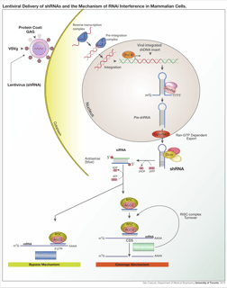 Picture of RNA interference